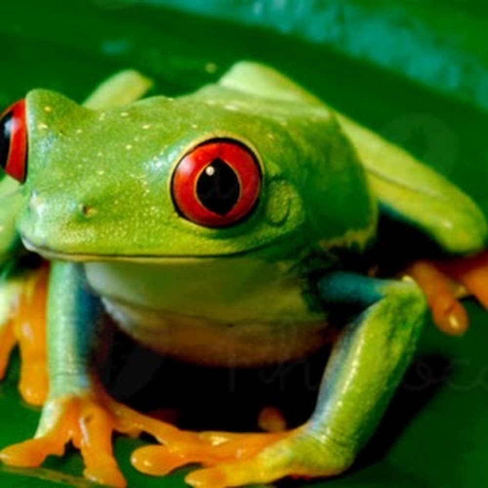 Meet your Posher, Sandi